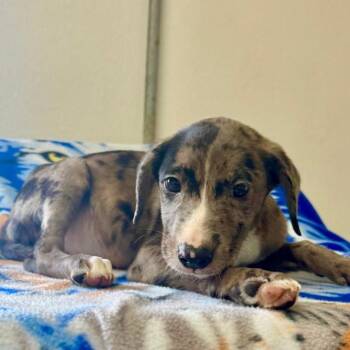 Link -  Catahoula Leopard Dog and Mixed Breed Dog for Adoption in Pawling, New York - Link | PetCurious