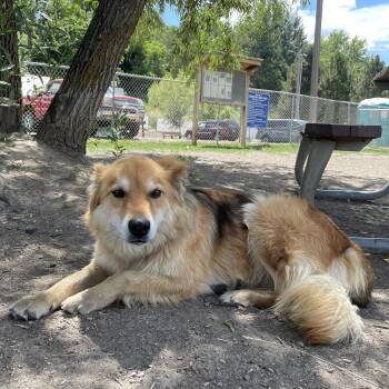 Rescue Mixed Breed Dogs for Adoption in Moscow, Idaho - **COURTESY LISTING** Nuke | PetCurious