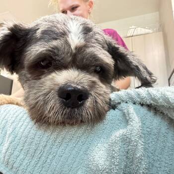 Nico -  Shih Tzu Dog for Adoption in Englewood, Florida - Nico | PetCurious