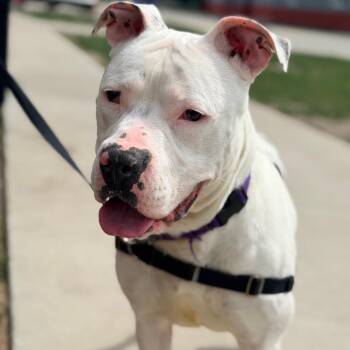 Romeo -  Pit Bull Terrier Dog Available for Adoption in Champaign, Illinois - Romeo | PetCurious