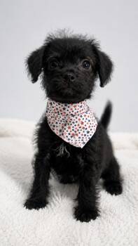 Coco -  Chihuahua and Wirehaired Terrier Dog Available for Adoption in Douglas, Georgia - Coco | PetCurious