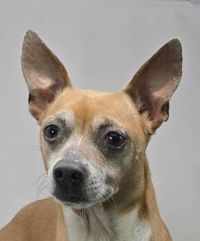 Kentucky -  Chihuahua Dog for Adoption in Newport, Tennessee - Kentucky | PetCurious