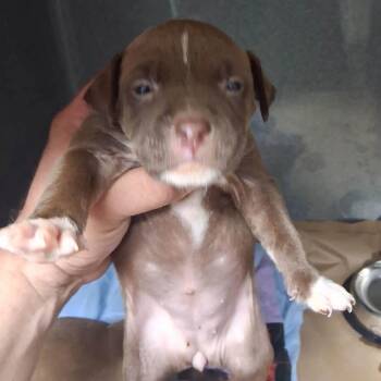 Biscotti (p) -  English Bulldog and Mixed Breed Dog for Adoption in New York, New York - Biscotti (p) | PetCurious