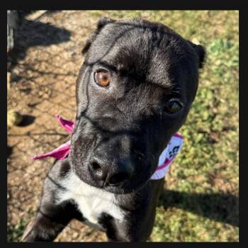 Rescue Mixed Breed Dogs for Adoption in Alabaster, Alabama - Tink | PetCurious