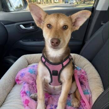 ZELDA -  Mixed Breed Dog for Adoption in Graham, Washington - ZELDA | PetCurious
