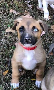 Rescue American Staffordshire Terrier and Siberian Husky Dogs for Adoption in Wake Forest, North Carolina - Evelyn | PetCurious