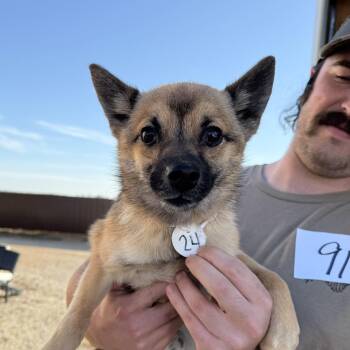 Rescue Klee Kai and Pomeranian Dogs for Adoption in Columbia, South Carolina - Jerome | PetCurious