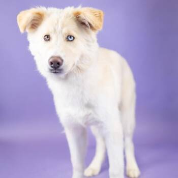 Creamer -  Mixed Breed Dog for Adoption in Portland, Oregon - Creamer | PetCurious