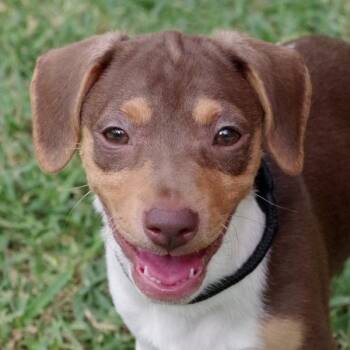 Baby Jane -  Mixed Breed Dog for Adoption in Miami, Florida - Baby Jane | PetCurious