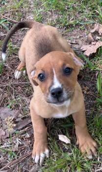 Jack Russell Terrier and Beagle Dogs Available for Adoption - Meredith  | PetCurious