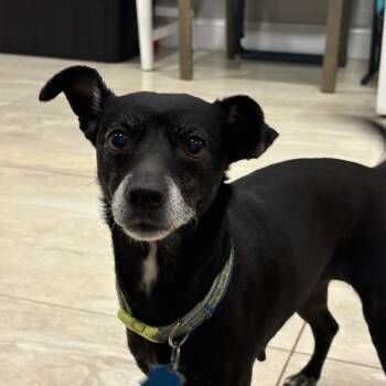 Chihuahua Dogs Available for Adoption in Ogontz Campus, Pennsylvania - Maggie | PetCurious