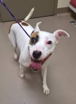 Stellabella -  Terrier Dog for Adoption in Christiansburg, Virginia - Stellabella | PetCurious