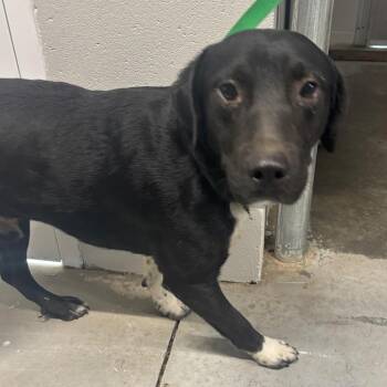 Archer -  Labrador Retriever and Mixed Breed Dog for Adoption in Richmond Hill, Georgia - Archer | PetCurious