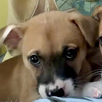 Boxer and Husky Dogs Available for Adoption - Aelin | PetCurious