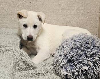 Yellow Labrador Retriever Dogs Available for Adoption in Fort Collins, Colorado - Marilyn | PetCurious