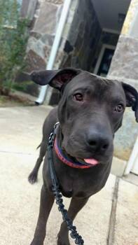 Labrador Retriever Dogs Available for Adoption - Nacho | PetCurious