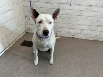 Pit Bull Terrier and Bull Terrier Dogs Available for Adoption in San Bernardino, California - SASHA | PetCurious