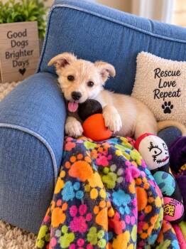 Britney -  Great Pyrenees and Terrier Dog for Adoption in Valley Park, Oklahoma - Britney | PetCurious