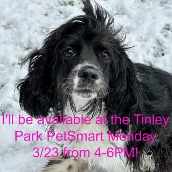 Cocker Spaniel Dogs Available for Adoption - Fava Bean | PetCurious