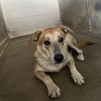 Lilypad -  Shepherd Dog for Adoption in Edinburg, Texas - Lilypad | PetCurious