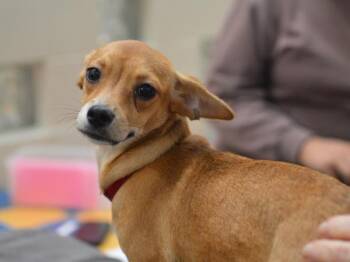 Terk -  Chihuahua Dog for Adoption in Portland, Oregon - Terk | PetCurious