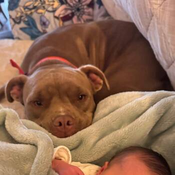 Rescue Pit Bull Terrier Dogs for Adoption in Oswego, Illinois - Foster STINKY! | PetCurious