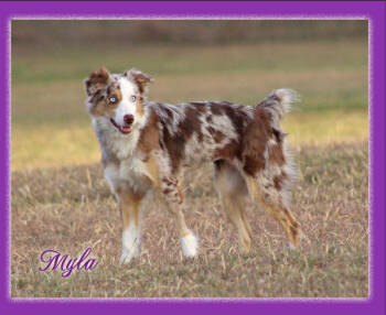 Rescue Australian Shepherd Dogs for Adoption in Cranston, Rhode Island - Myla In TX | PetCurious