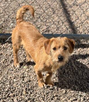 Dexter (Hot Dog Bun) -  Dachshund Dog for Adoption in Columbus, Nebraska - Dexter (Hot Dog Bun) | PetCurious