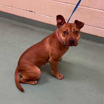 Koda -  Mixed Breed Dog for Adoption in Memphis, Tennessee - Koda | PetCurious