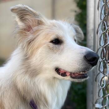 Bella -  Collie and Border Collie Dog for Adoption in St. Peters, Missouri - Bella | PetCurious