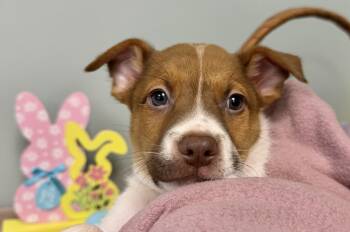 Mixed Breed Dogs Available for Adoption - RIO | PetCurious
