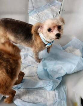 Presidential Litter - John Adams -  Yorkshire Terrier and Poodle Dog for Adoption in Oswego, South Carolina - Presidential Litter - John Adams | PetCurious