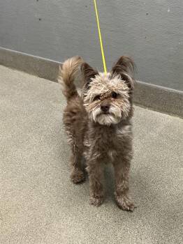 WINSTON -  Coton De Tulear and Pomeranian Dog for Adoption in Las Vegas, Nevada - WINSTON | PetCurious
