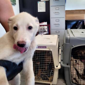 Arizona -  Yellow Labrador Retriever and Shepherd Dog for Adoption in Belfair, Washington - Arizona | PetCurious