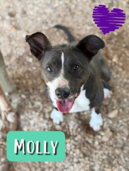 Rescue American Staffordshire Terrier Dogs for Adoption in College Station, Texas - Molly | PetCurious