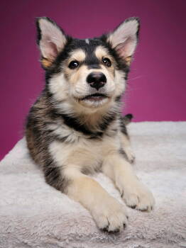 Rescue Husky and Shepherd Dogs for Adoption in Sunnyvale, California - Boysenberry | PetCurious