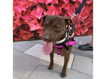UKO -  Miniature Pinscher and Mixed Breed Dog for Adoption in Phoenix, Arizona - UKO | PetCurious