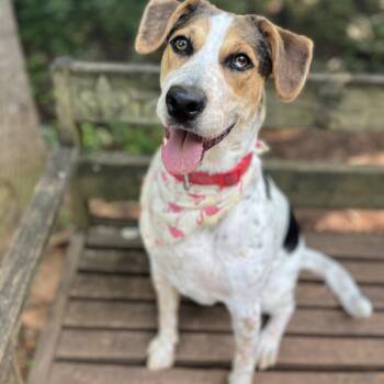 Treeing Walker Coonhound Dogs Available for Adoption in Roanoke, Virginia - Marigold | PetCurious