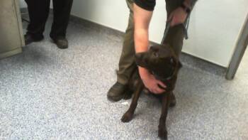 EMMETT -  Mixed Breed Dog for Adoption in Charlotte, North Carolina - EMMETT | PetCurious