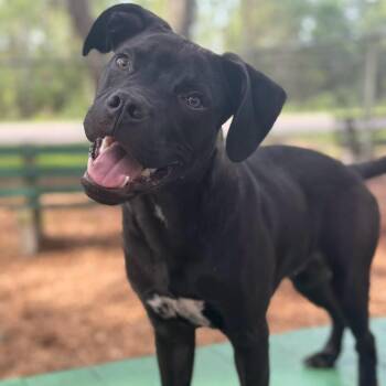 Jinu -  Mixed Breed Dog for Adoption in St. Augustine, Florida - Jinu | PetCurious