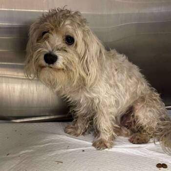 Rescue Mixed Breed Dogs for Adoption in Leander, Texas - Papi | PetCurious