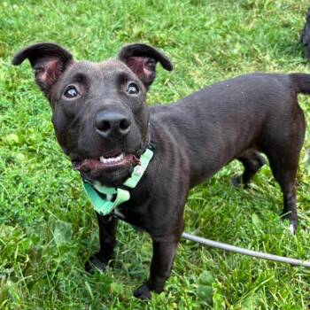 Kiwi -  Terrier Dog for Adoption in Syracuse, New York - Kiwi | PetCurious