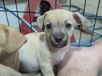 Lilly the Border Terrier/ Chihuahua Mix -  Border Terrier and Chihuahua Dog for Adoption in Muskego, Wisconsin - Lilly The Border Terrier/ Chihuahua Mix | PetCurious