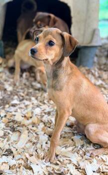KYLE -  Chihuahua and Miniature Pinscher Dog for Adoption in Fosters, Alabama - KYLE | PetCurious