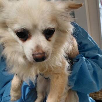 Chihuahua and Mixed Breed Dogs Available for Adoption in Loxahatchee Groves, Florida - OSO 1246 | PetCurious