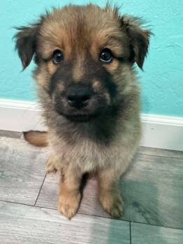 Bogie -  Mixed Breed Dog for Adoption in Mesa, Arizona - Bogie | PetCurious
