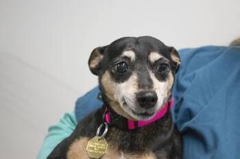 Rescue Chihuahua and Rat Terrier Dogs for Adoption in Mountain Home, Arkansas - Nikki | PetCurious