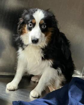 Australian Shepherd Dogs Available for Adoption - Alice $550 | PetCurious