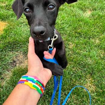 Kylo -  Chihuahua and Jack Russell Terrier Dog for Adoption in Plainfield, Illinois - Kylo | PetCurious