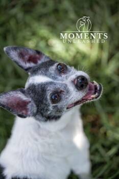 Ernie -  Chihuahua Dog for Adoption - Ernie | PetCurious
